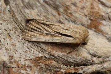 Leucania comma  Shoulder-striped Wainscot 1 Copyright: Graham Ekins