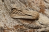 Leucania comma  Shoulder-striped Wainscot 1 Copyright: Graham Ekins