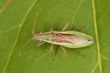 Myrmus miriformis Copyright: Peter Harvey