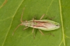 Myrmus miriformis