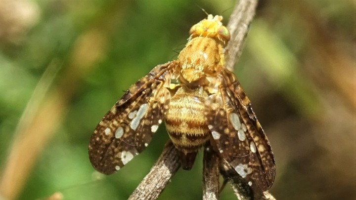 Merzomyia westermanni - a Copyright: Raymond Small