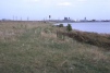 Barking land behind foreshore now destroyed 