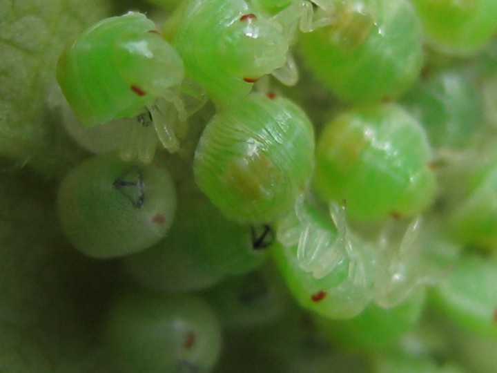 hatchlings Copyright: Kim Prowse