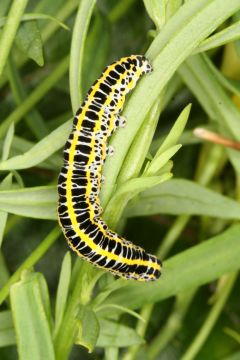Calophasia lunula larva Copyright: Peter Harvey