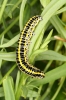 Calophasia lunula larva Copyright: Peter Harvey