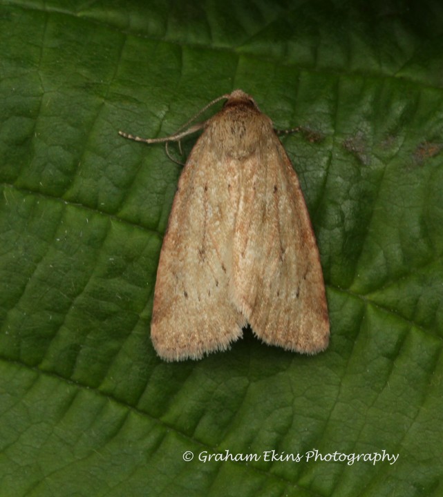 Small Dotted Buff  Photedes minima Copyright: Graham Ekins