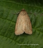 Small Dotted Buff  Photedes minima Copyright: Graham Ekins