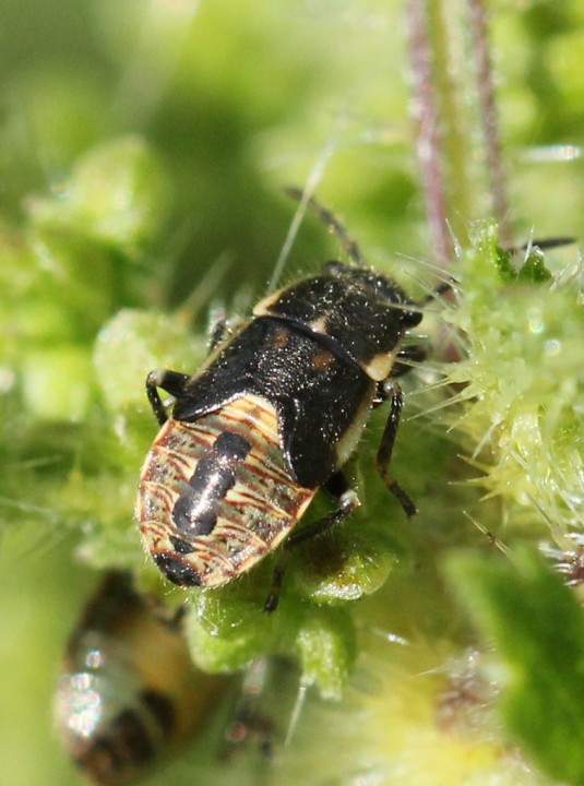 Heterogaster urticae nymph Copyright: Yvonne Couch