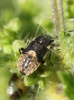 Heterogaster urticae nymph