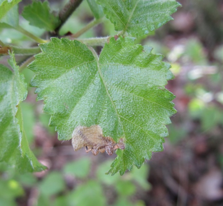 Eriocrania sangii Copyright: Stephen Rolls