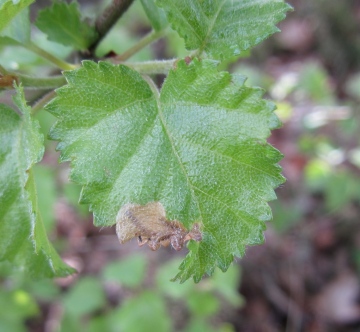 Eriocrania sangii Copyright: Stephen Rolls