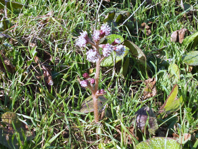 Petasites fragrans Copyright: Peter Pearson