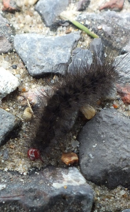 Cream spot Tiger Caterpillar 2 Copyright: Peter Pearson