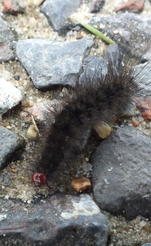 Cream spot Tiger Caterpillar 2 Copyright: Peter Pearson