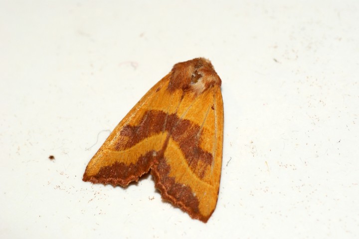 Centre Barred Sallow Copyright: Ben Sale