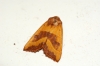 Centre Barred Sallow Copyright: Ben Sale