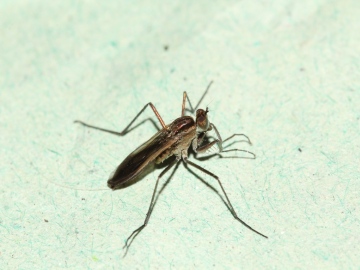 Scellus notatus Copyright: Peter Furze