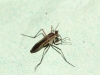 Scellus notatus 