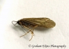 Tinodes waeneri Copyright: Graham Ekins