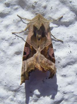 Phlogophora meticulosa Copyright: Martyn Everett