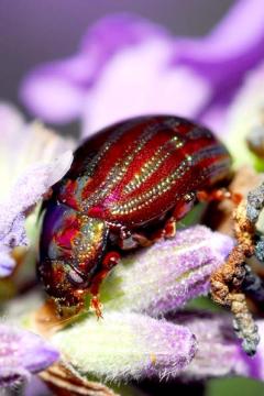 Chrysolina americana - Rosemary-Lavender Beetle.jpg Copyright: Andy Cook
