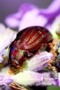 Chrysolina americana - Rosemary-Lavender Beetle.jpg 