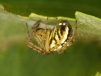 Mangora acalypha Copyright: Peter Harvey