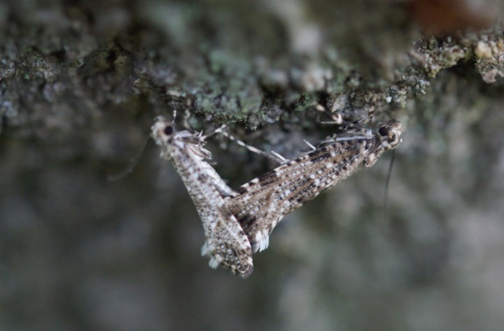 mating pr Copyright: Robert Smith