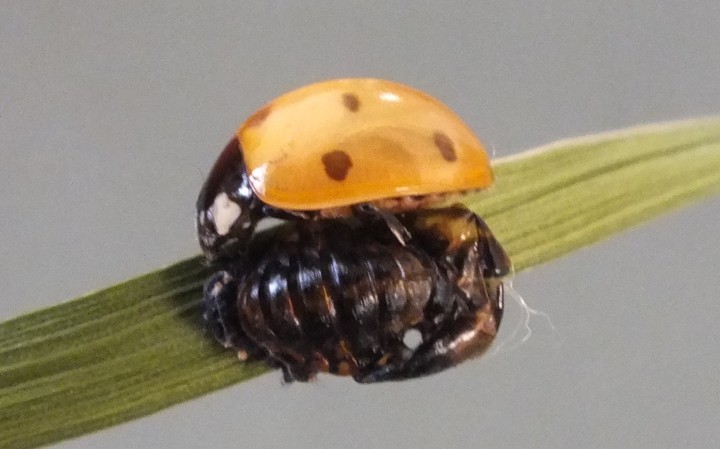 7-Spot freshly emerged from pupa Copyright: Peter Pearson