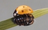 7-Spot freshly emerged from pupa