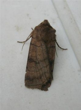 Six Striped Rustic. Copyright: Stephen Rolls