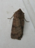 Six Striped Rustic. 