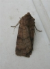 Six Striped Rustic.