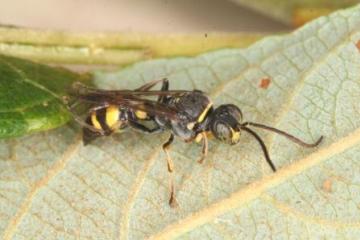 Lestiphorus bicinctus Copyright: Peter Harvey