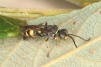 Lestiphorus bicinctus Copyright: Peter Harvey