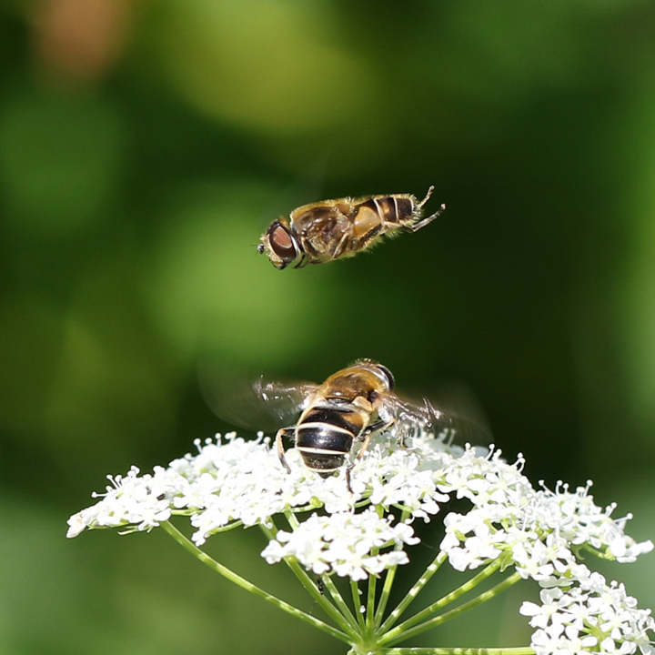 Eristalis nemorum Copyright: Geoff Vowles