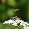 Eristalis nemorum Copyright: Geoff Vowles