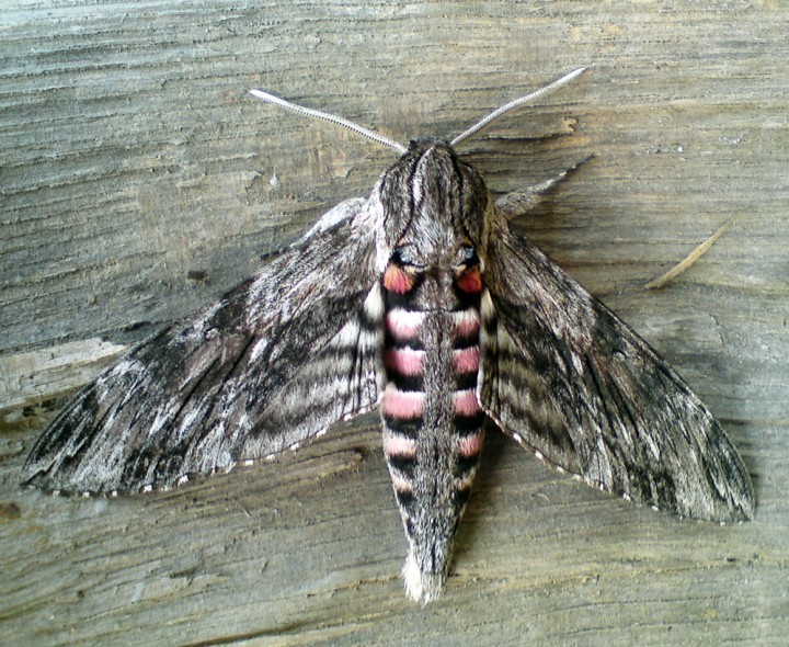 Convolvulus Hawk-Moth 3 Copyright: Ben Sale