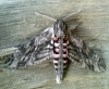 Convolvulus Hawk-Moth 3 Copyright: Ben Sale