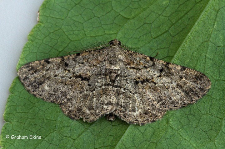 Willow Beauty 4 Copyright: Graham Ekins