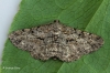Willow Beauty 4 Copyright: Graham Ekins