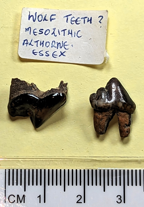 Wolf teeth Mesolithic Copyright: William George
