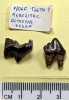 Wolf teeth Mesolithic 