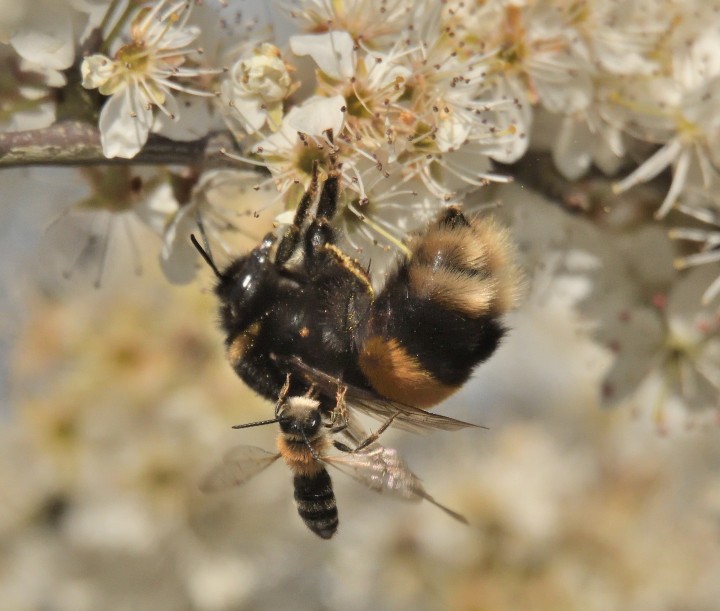 Andrena Sp Copyright: Malcolm Riddler