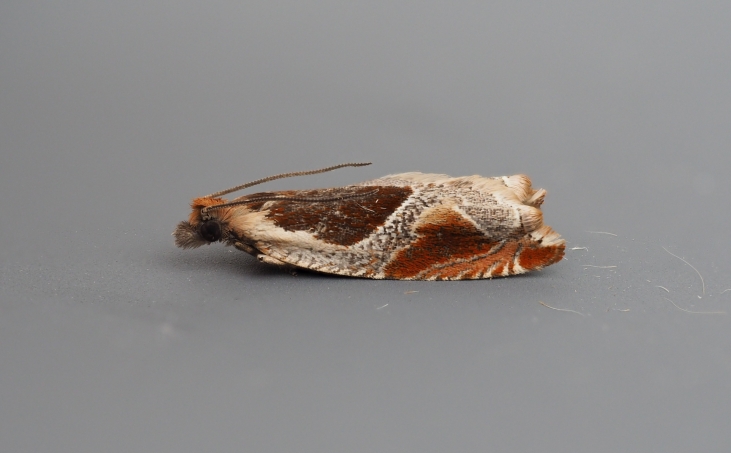 Ancylis unclana 2 Copyright: Gavin Price
