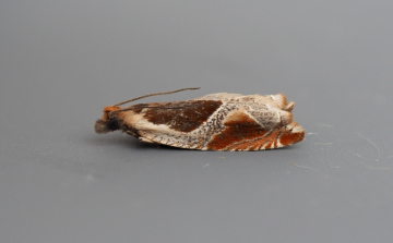 Ancylis unclana 2 Copyright: Gavin Price