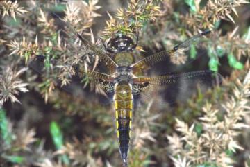 Libellula quadrimaculata Copyright: Peter Harvey