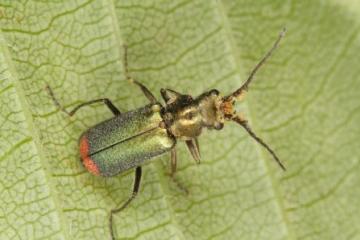 Malachius bipustulatus male Copyright: Peter Harvey