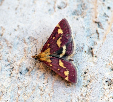 Pyrausta purpuralis 2 Copyright: Ben Sale