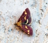 Pyrausta purpuralis 2 Copyright: Ben Sale